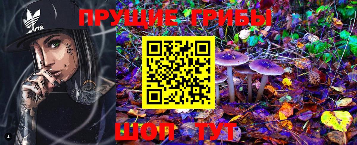 Псилоцибиновые грибы Psilocybe Лесосибирск